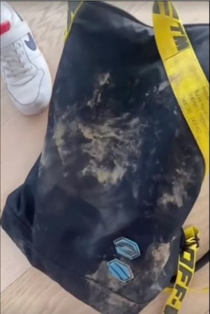 Çöl donuzları Şakiraya hücum etdi - FOTOLAR