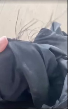 Çöl donuzları Şakiraya hücum etdi - FOTOLAR