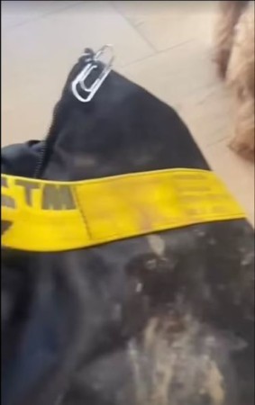 Çöl donuzları Şakiraya hücum etdi - FOTOLAR