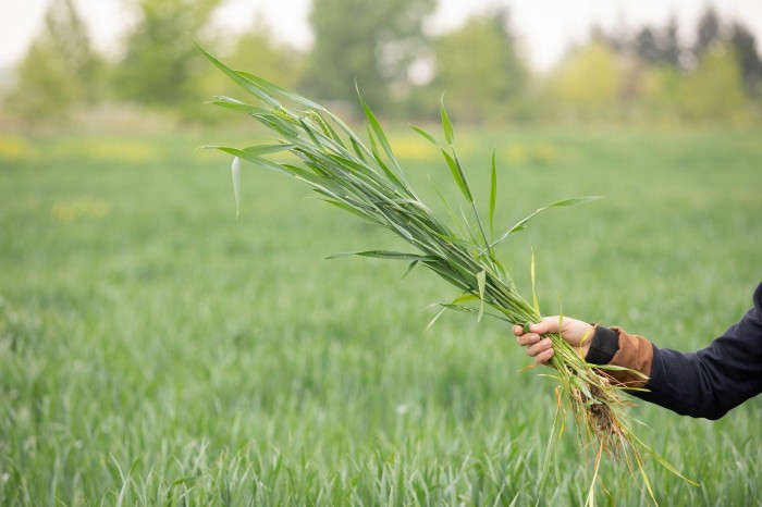 Ölkəyə elit toxumların gətirilməsi davam etdiriləcək - Nazirlik (FOTOLAR)