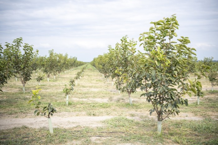 Nazir təsərrüfatlara baş çəkdi, fermerlərlə görüşdü - FOTOLAR