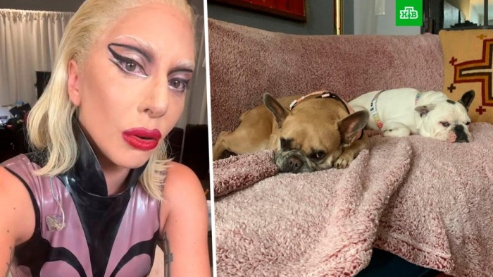 Ledi Qaqanın itlərini oğurlayan şəxs 21 illik həbs olundu