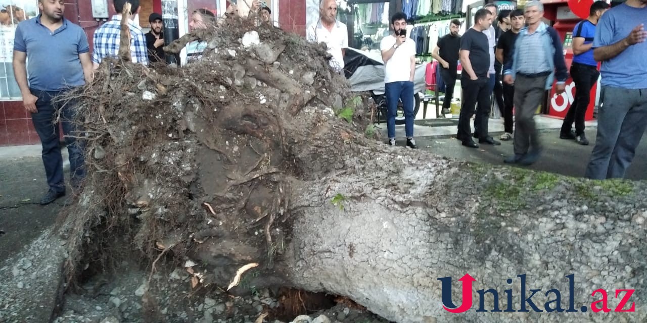 İsmayıllıda bir ağac 3 avtomobilin üstünə aşdı - VİDEO (FOTO)