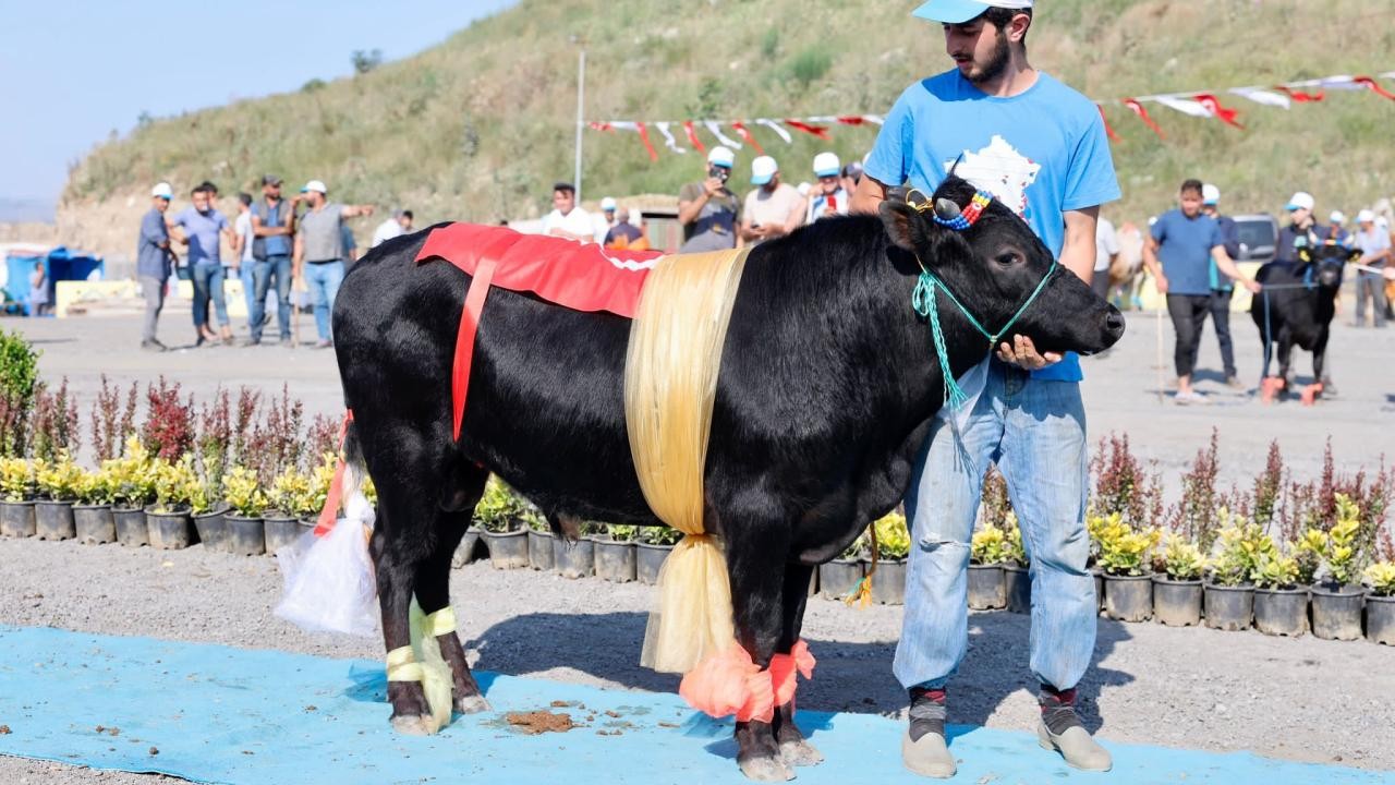 Qurbanlıq heyvanların gözəllik yarışması keçirildi - FOTOLAR