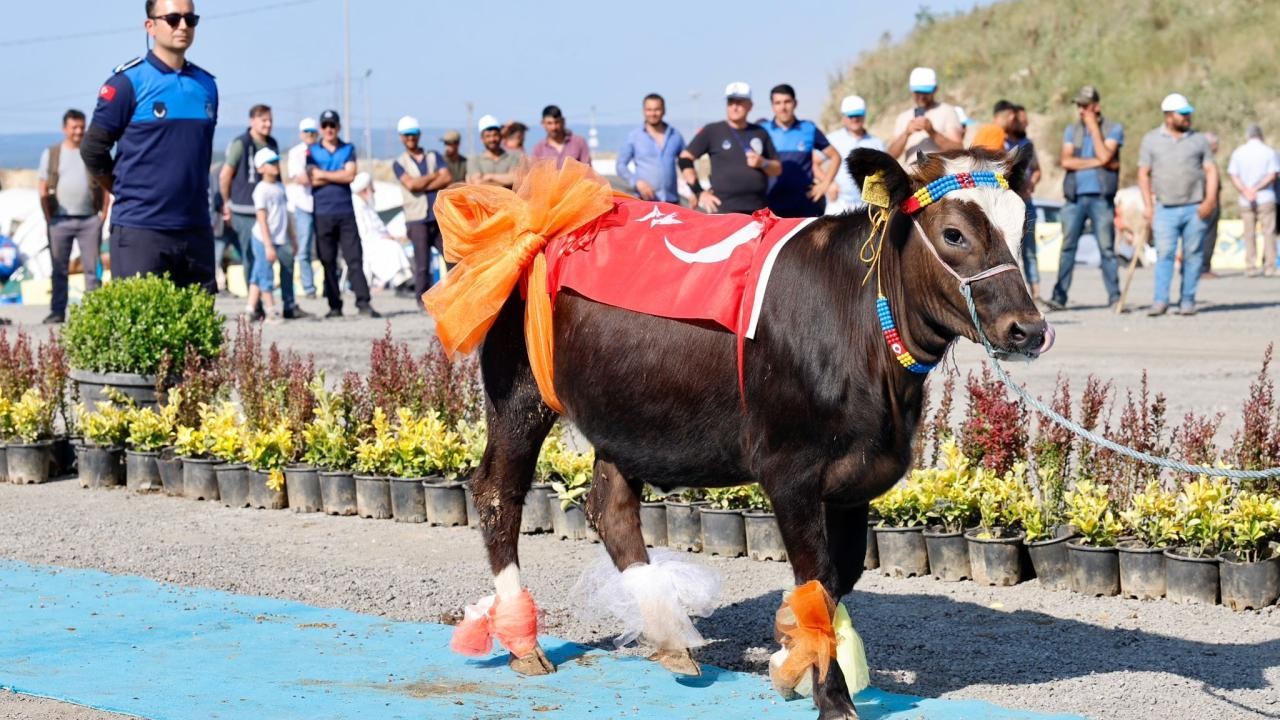 Qurbanlıq heyvanların gözəllik yarışması keçirildi - FOTOLAR