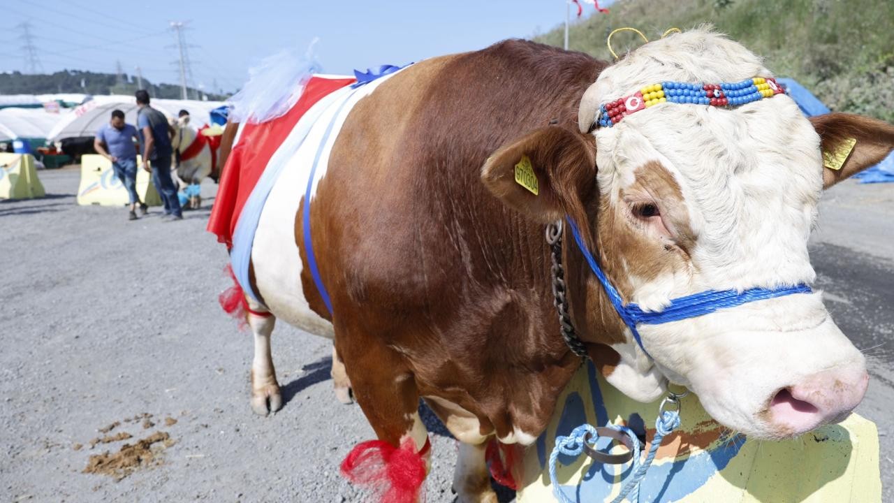Qurbanlıq heyvanların gözəllik yarışması keçirildi - FOTOLAR
