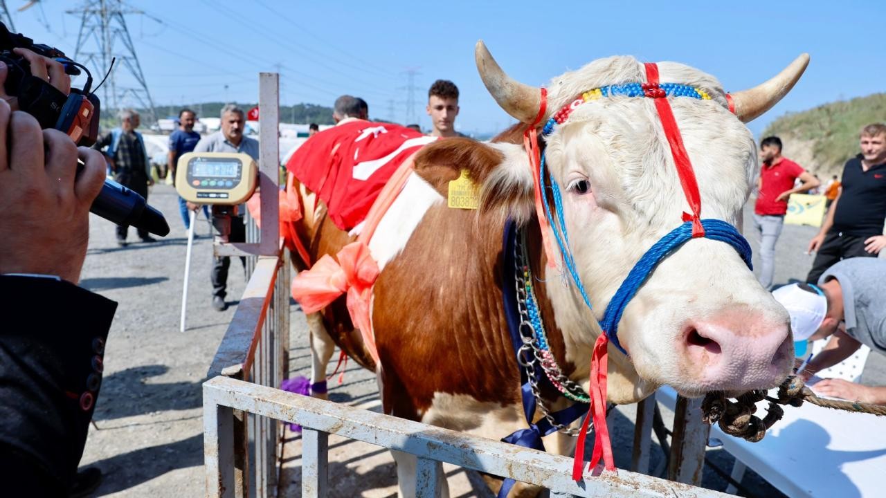 Qurbanlıq heyvanların gözəllik yarışması keçirildi - FOTOLAR