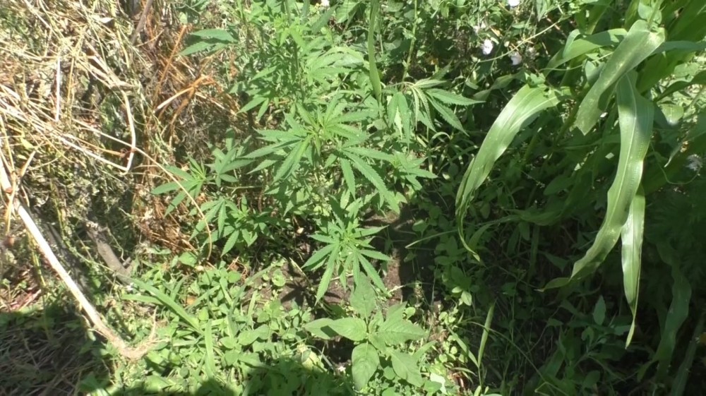 Şəmkir sakinlərində narkotik aşkarlandı - FOTO