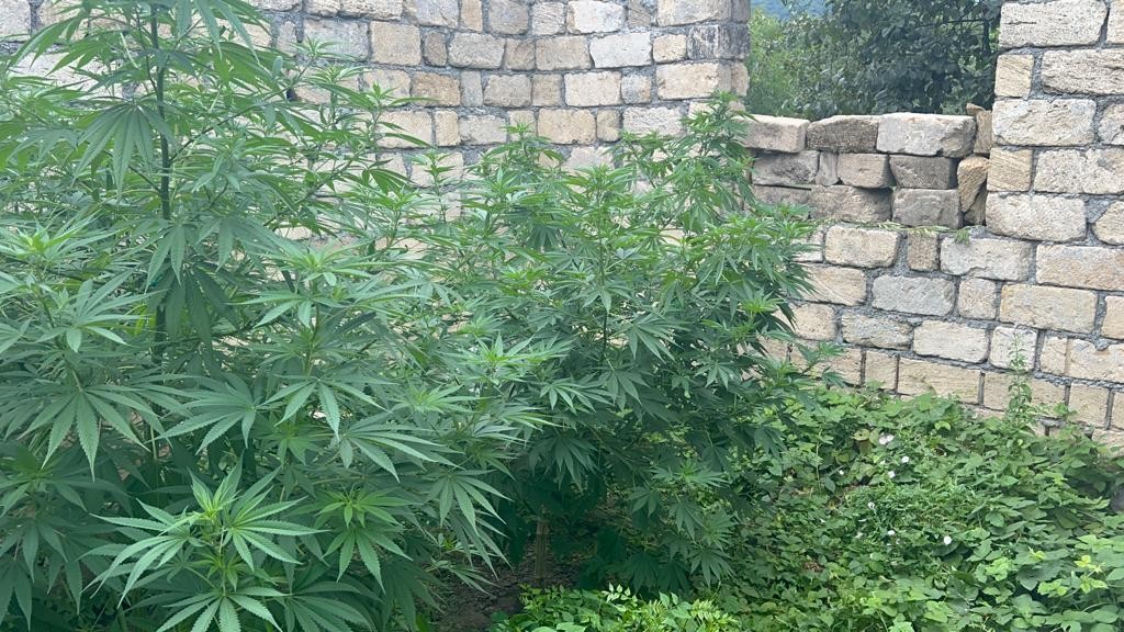 Bostan bitkilərinin arasında çətənə kolu yetişdirən keçmiş məhkum saxlanıldı