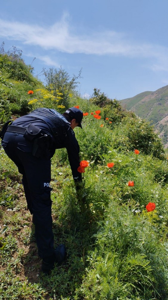 Naxçıvanda narkotik tərkibli bitkilər yandırıldı 
