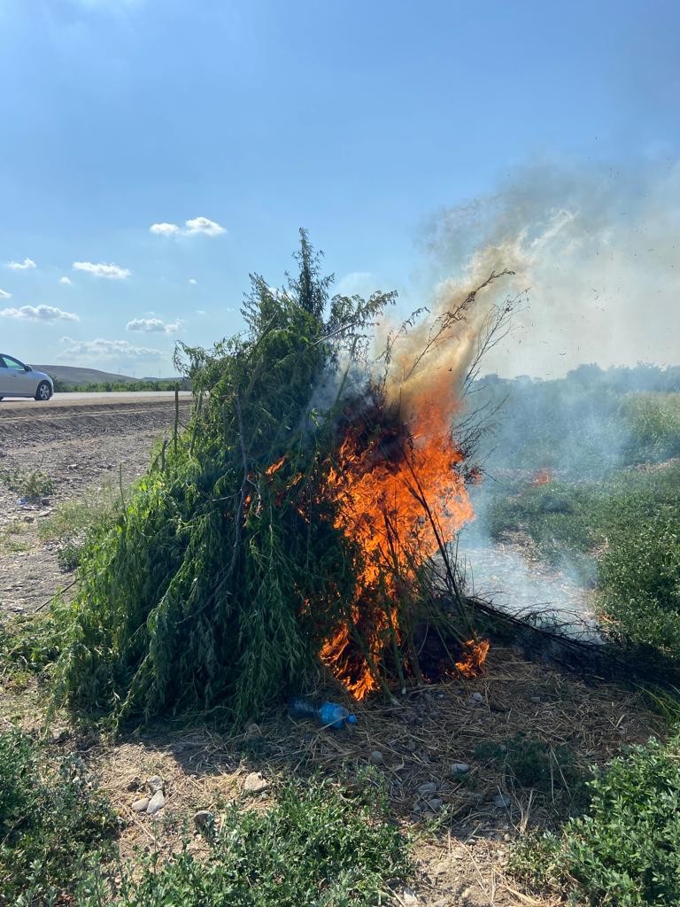 Qazaxda 8 tona yaxın çətənə kolu MƏHV EDİLDİ - FOTO