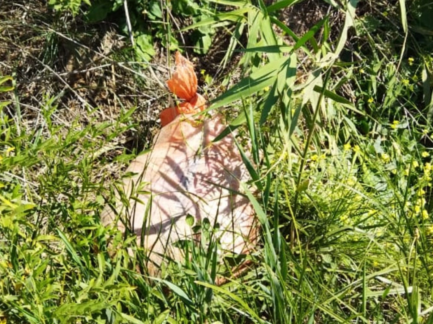 İrandan Azərbaycana narkotik keçirilməsinin qarşısı alındı - FOTO