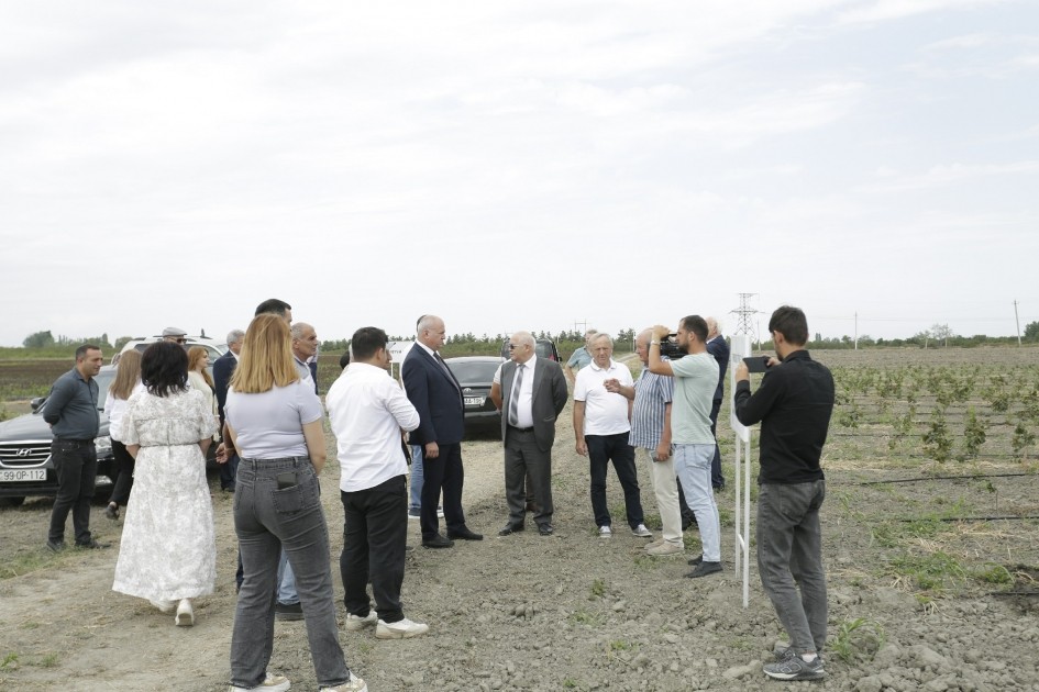 Azərbaycanda ilk dəfə superintensiv texnologiya əsasında fındıq bağları salınır  - FOTOLAR