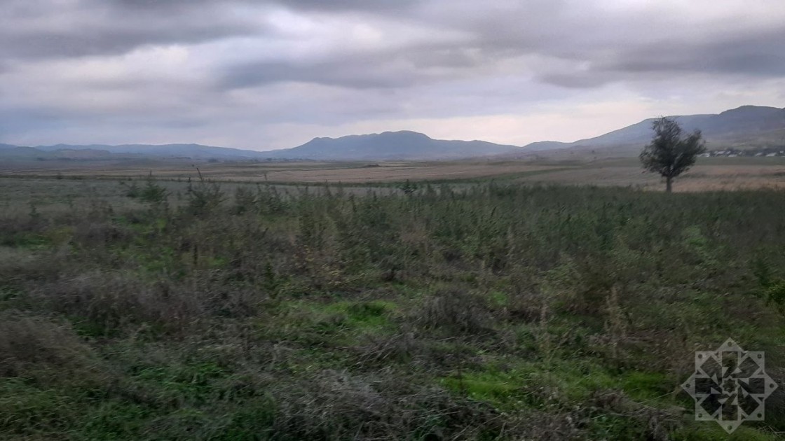 Xocalıda çətənə kolu plantasiyası aşkarlandı