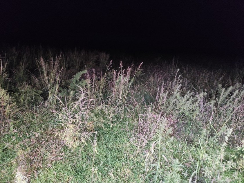 Separatçılar Xocalının daha bir kəndində çətənə plantasiyaları salıb - FOTOLAR