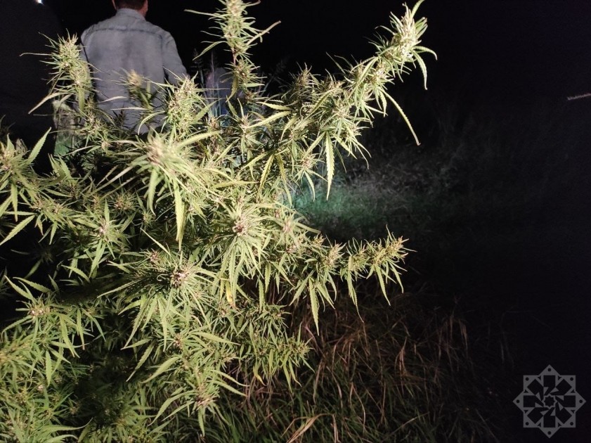 Separatçılar Xocalının daha bir kəndində çətənə plantasiyaları salıb - FOTOLAR