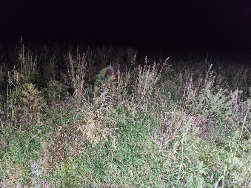 Separatçılar Xocalının daha bir kəndində çətənə plantasiyaları salıb - FOTOLAR