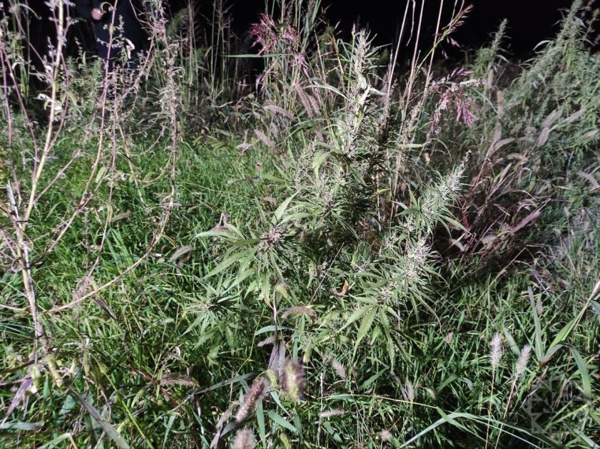 Separatçılar Xocalının daha bir kəndində çətənə plantasiyaları salıb - FOTOLAR