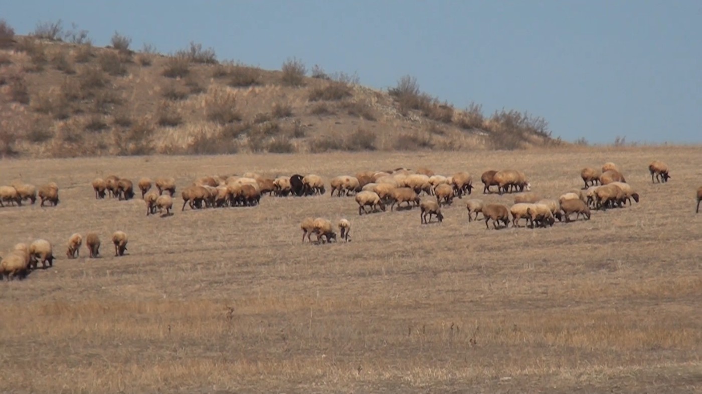 Tovuzda qoyun oğrusu tutuldu - FOTOLAR
