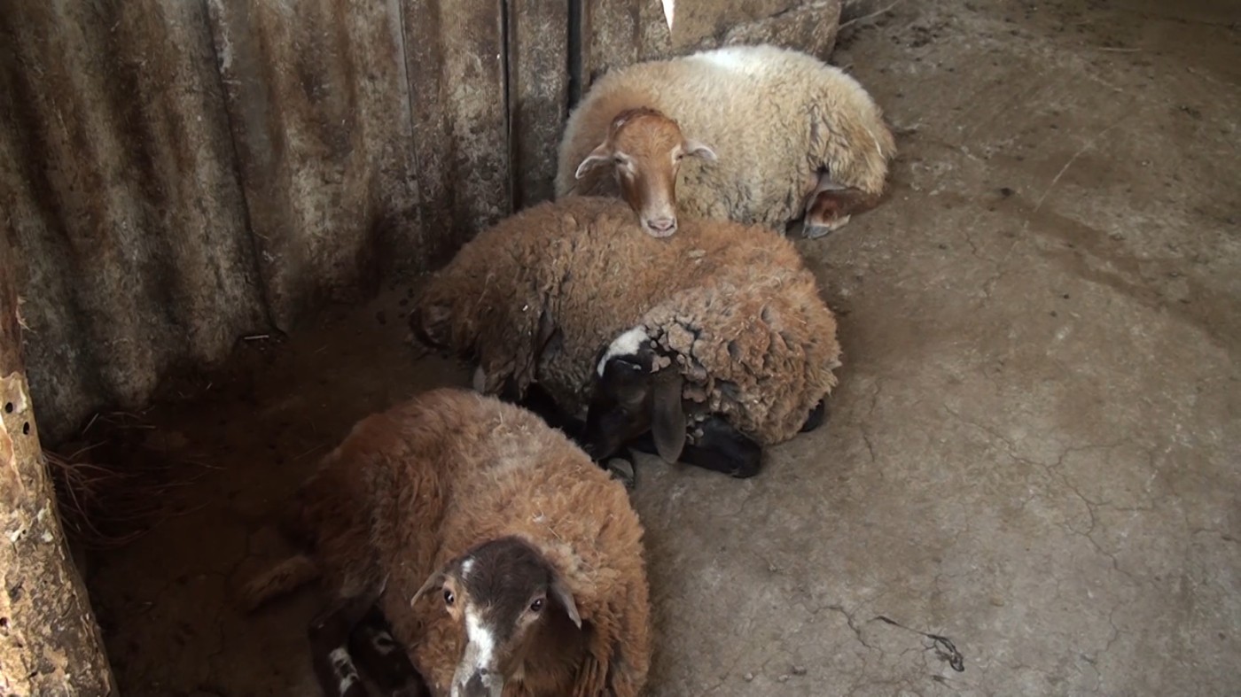 Tovuzda qoyun oğrusu tutuldu - FOTOLAR
