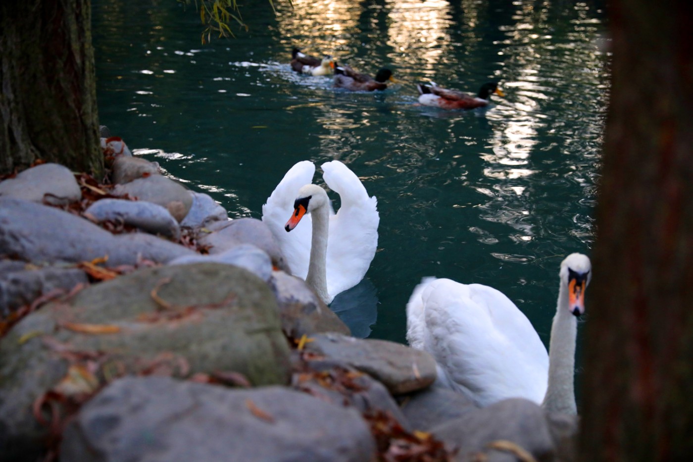 “Şəhərdən Kəndə” layihəsi çərçivəsində aqroturizm təsərrüfatlarına infotur təşkil olunub - FOTOLAR