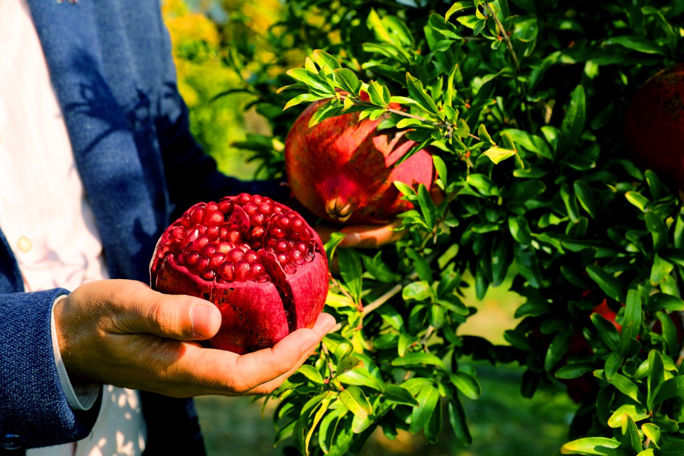 “Şəhərdən Kəndə” layihəsi çərçivəsində aqroturizm təsərrüfatlarına infotur təşkil olunub - FOTOLAR