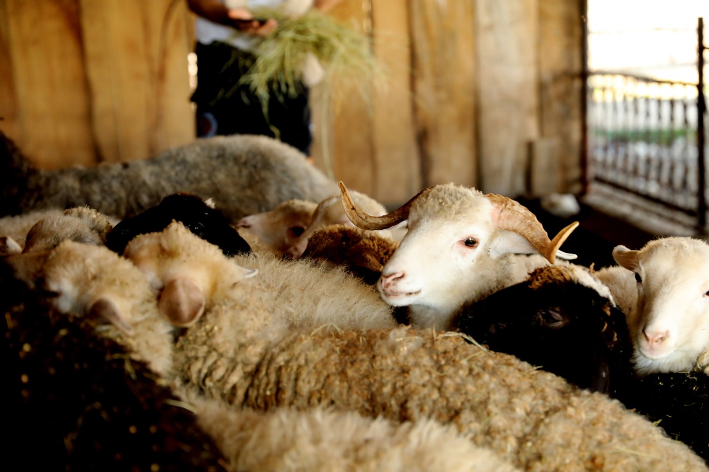 “Şəhərdən Kəndə” layihəsi çərçivəsində aqroturizm təsərrüfatlarına infotur təşkil olunub - FOTOLAR