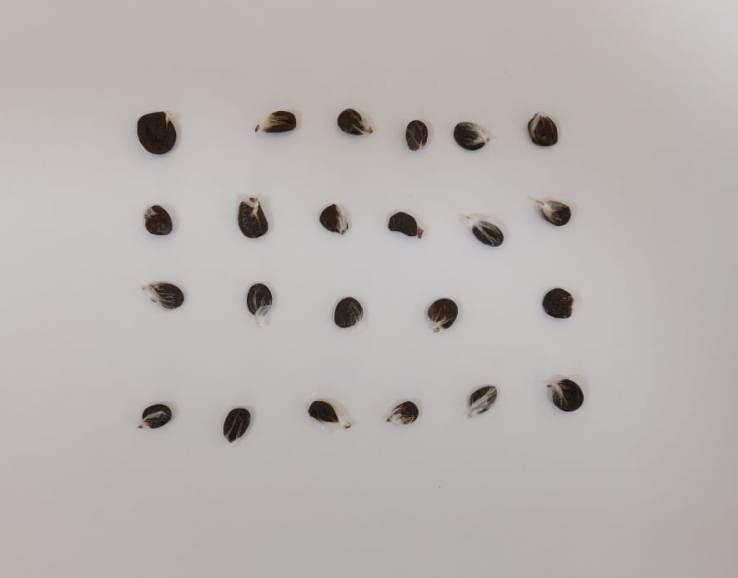 Həbsdə olan tanışına gödəkçədə narkotik keçirmək istədi - FOTO