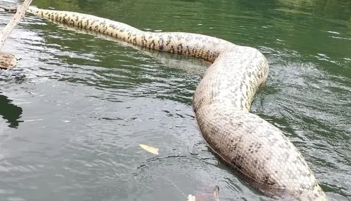 Dünyanın ən böyük ilanı öldürüldü - FOTO