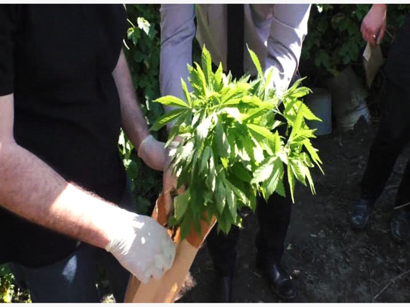 Meşədə çətənə kolu yetişdirən şəxs saxlanıldı - FOTOLAR