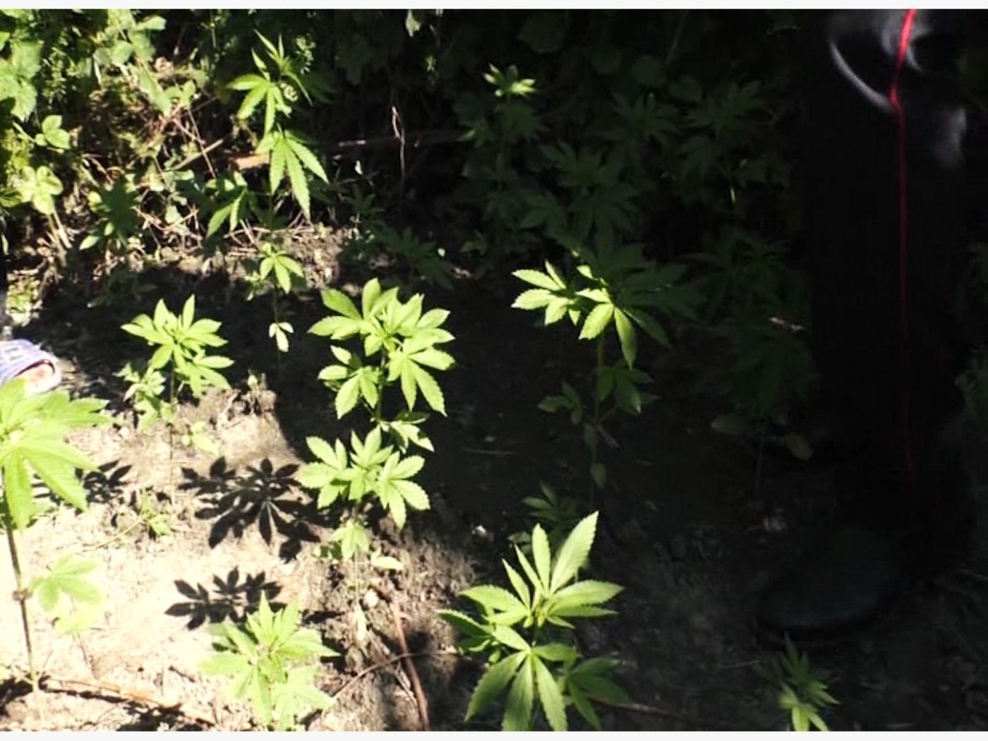 Meşədə çətənə kolu yetişdirən şəxs saxlanıldı - FOTOLAR