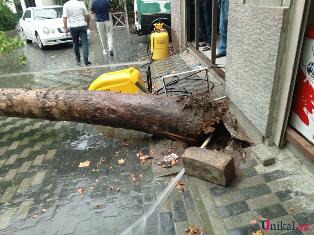 Güclü külək Mingəçevirdə ağacları aşırıb - FOTO