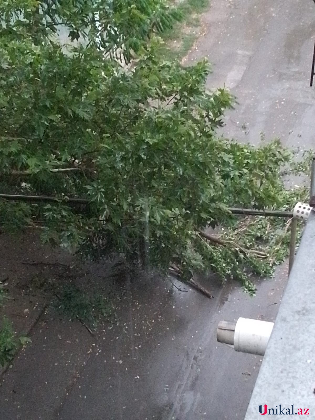 Güclü külək Mingəçevirdə ağacları aşırıb - FOTO