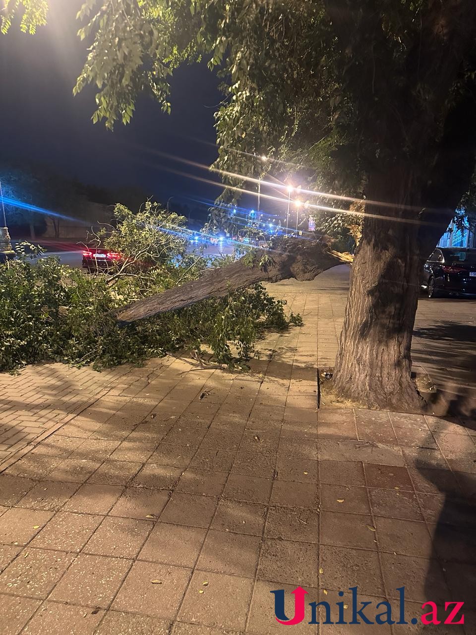 Paytaxtda ağac aşdı - FOTO