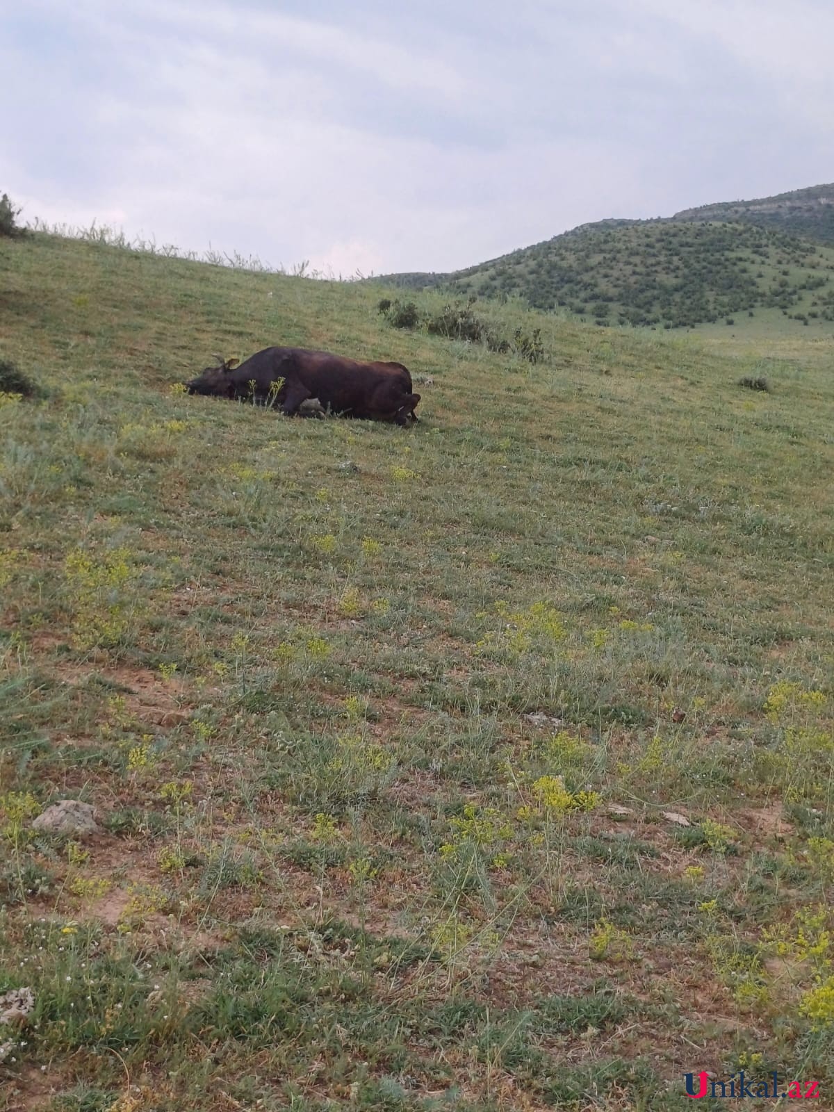 Şəmkirdə bir gündə 37 inək dərmandan zəhərlənərək ÖLDÜ - FOTOLAR