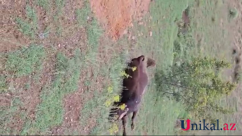 Şəmkirdə bir gündə 37 inək dərmandan zəhərlənərək ÖLDÜ - FOTOLAR