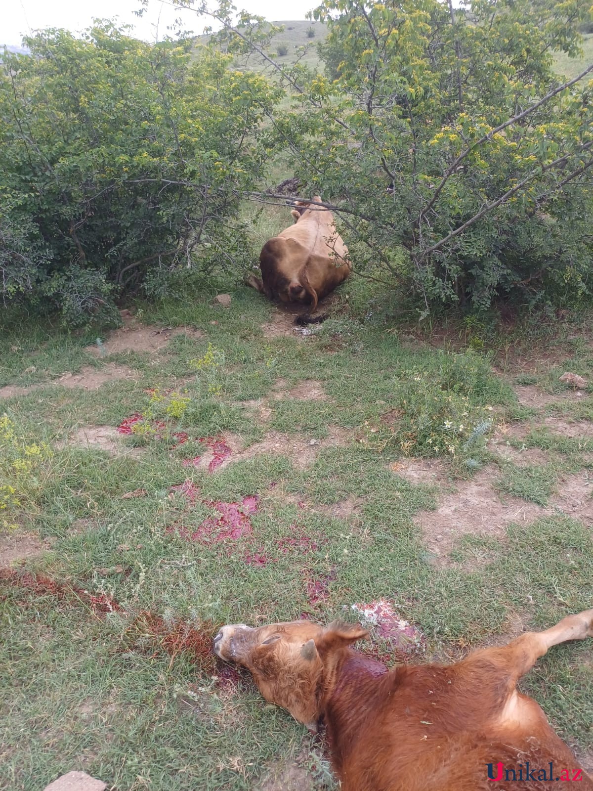 Şəmkirdə bir gündə 37 inək dərmandan zəhərlənərək ÖLDÜ - FOTOLAR