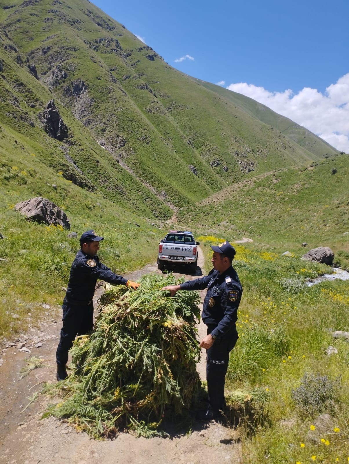 Naxçıvanda 14 tona yaxın çətənə bitkisi məhv edildi - FOTOLAR