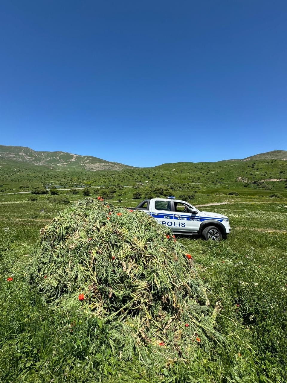 Naxçıvanda 14 tona yaxın çətənə bitkisi məhv edildi - FOTOLAR