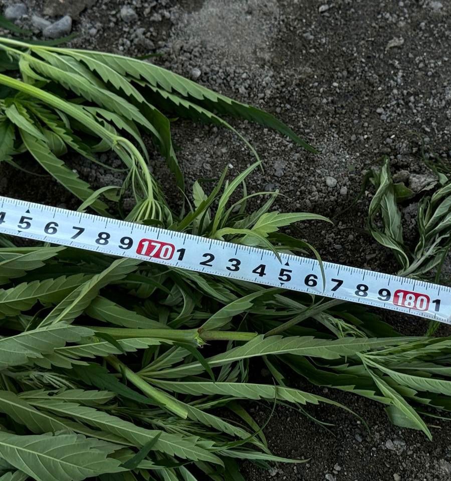 Bostan bitkilərinin arasında çətənə kolu yetişdirən şəxs tutuldu - FOTO