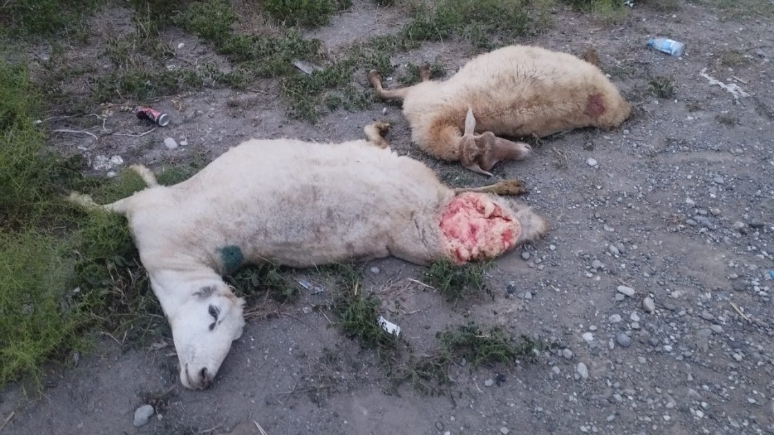 Kürdəmirdə maşın qoyun sürüsünü vurdu - Heyvanlar tələf oldu, sahibi yaralandı