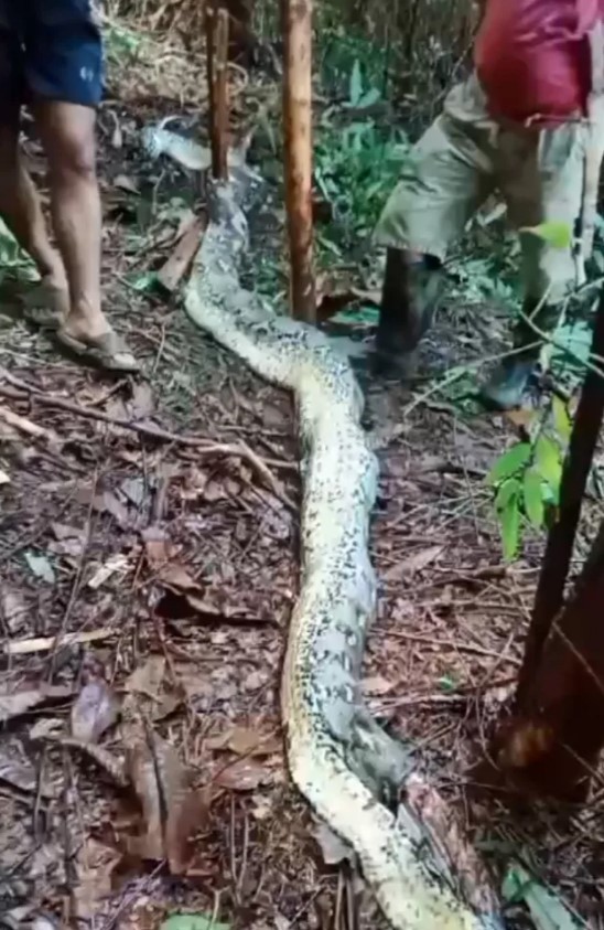 İndoneziyada piton qadını uddu - FOTOLAR