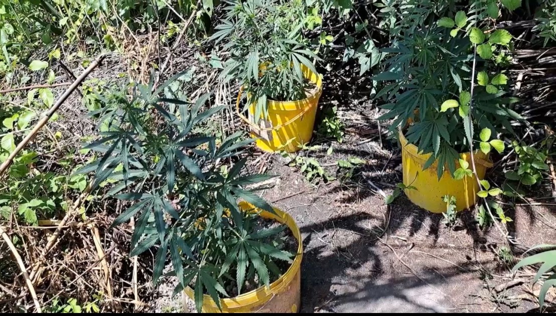 Polis Göyçayda əməliyyat keçirdi: Saxlanılanlar var (FOTOLAR)