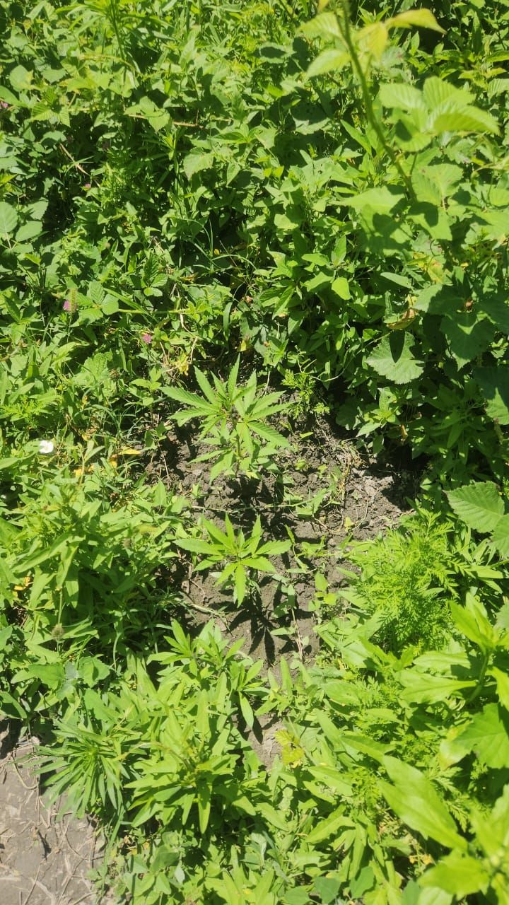 Narkotikə görə saxlanılan şəxsin oğurluq əməlinin də üstü açıldı - FOTOLAR