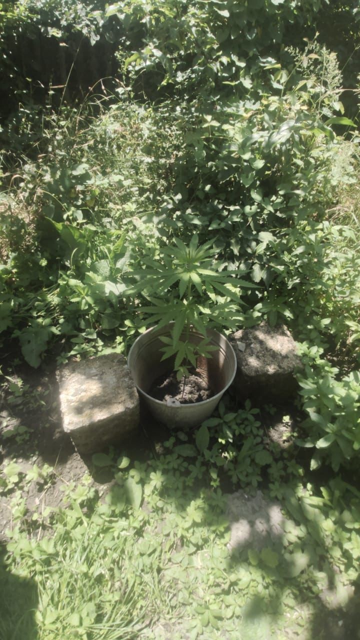 Narkotikə görə saxlanılan şəxsin oğurluq əməlinin də üstü açıldı - FOTOLAR