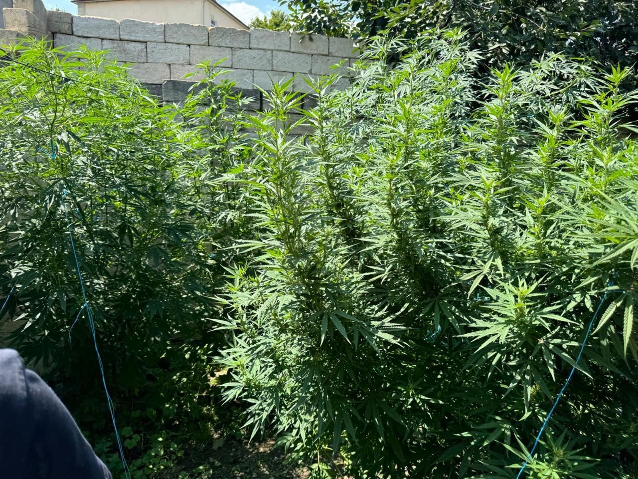 İsmayıllıda çətənə kolları becərən iki ailənin üzvləri saxlanıldı - FOTOLAR