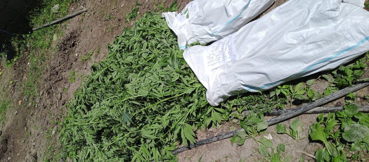 İsmayıllıda çətənə kolları becərən iki ailənin üzvləri saxlanıldı - FOTOLAR