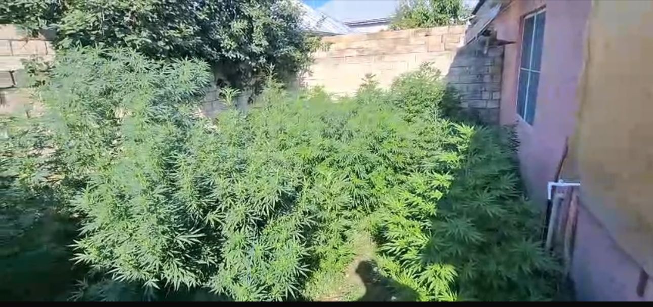 İsmayıllıda çətənə kolları becərən iki ailənin üzvləri saxlanıldı - FOTOLAR