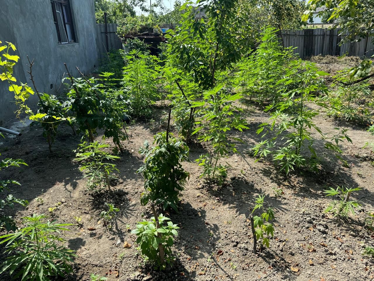 İsmayıllıda çətənə kolları becərən iki ailənin üzvləri saxlanıldı - FOTOLAR