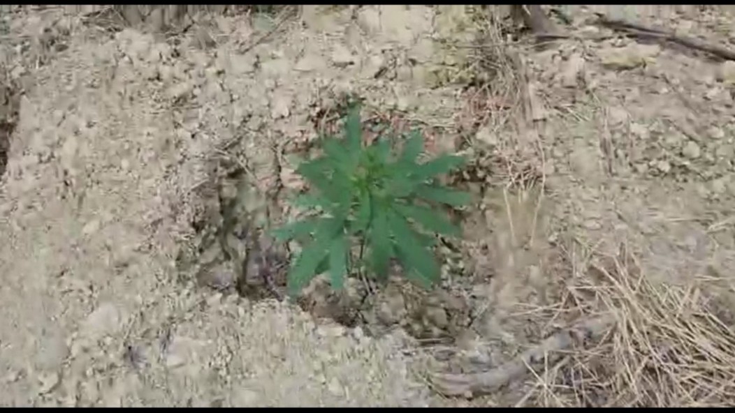 Naftalanda çətənə kolu yetişdirənlər saxlanıldı - FOTOLAR